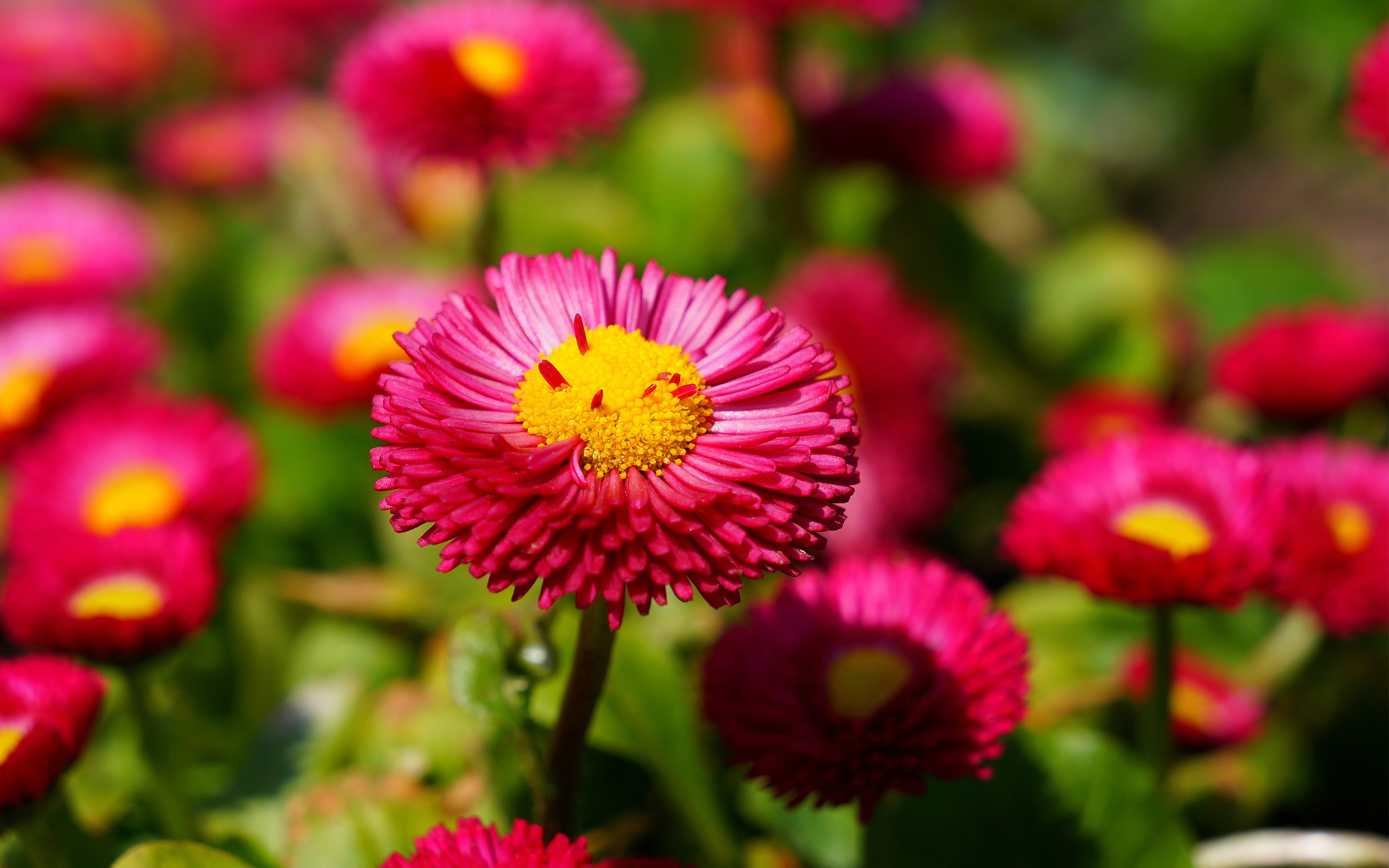 Pink Daisies760825905